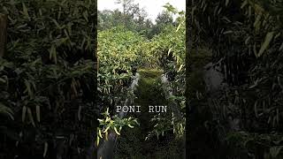 Download lagu CABE RAWIT PONIRUN #cabe #halbanero mp3