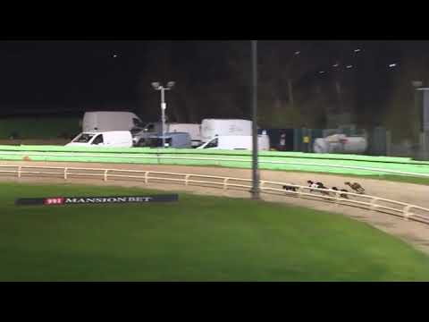 British Breeders Stakes   Signet Otis