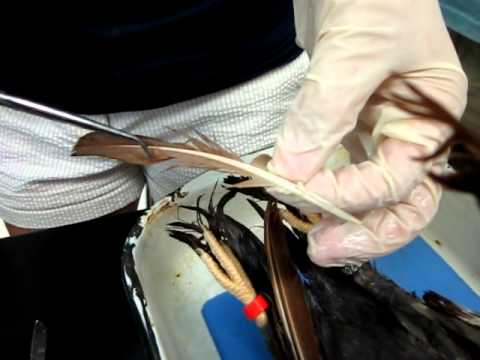 Dissected Pigeon