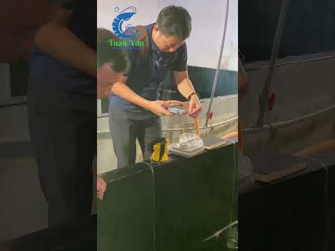 Tôm Giống Tuấn Vân: Nhập bầy Tôm Bố Mẹ Thẻ SIS Hawaii U.S.A Ngày 17 tháng 02 năm 2024