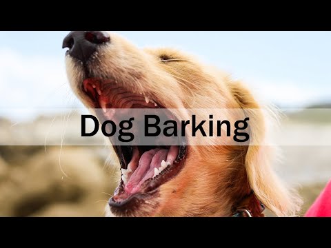 1 HOUR Dog Barking Outside