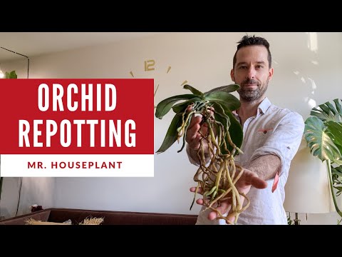 , title : 'How to repot an orchid (and not kill it)'
