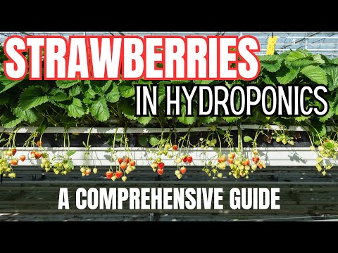 Strawberry Hydroponics - All You Need to Know