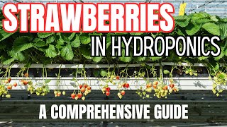 Thumbnail for video: Strawberry Hydroponics - All You Need to Know