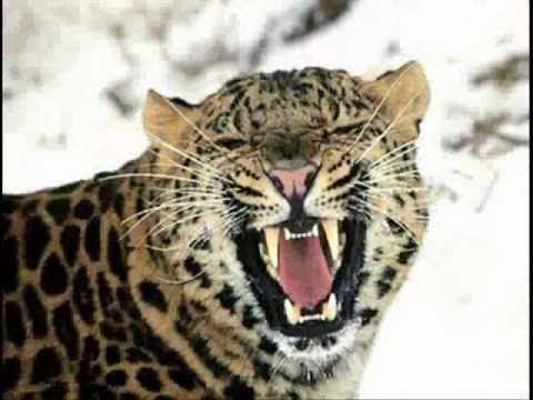 MC YOSHI PART MC BOY MEU GUARDA ROUPA É UM ZOOLOGICO