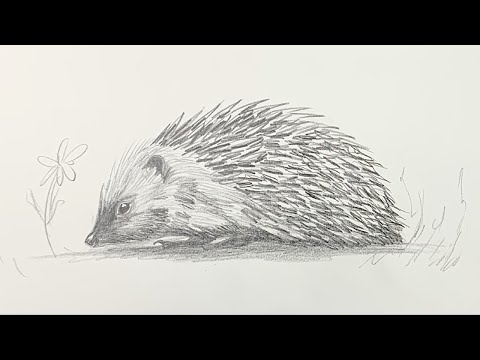 How to draw a hedgehog step by step