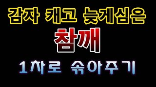 [텃밭농부.690]  감자 완두콩 수확 후 파종한 참깨의 1차솎음 #참깨재배