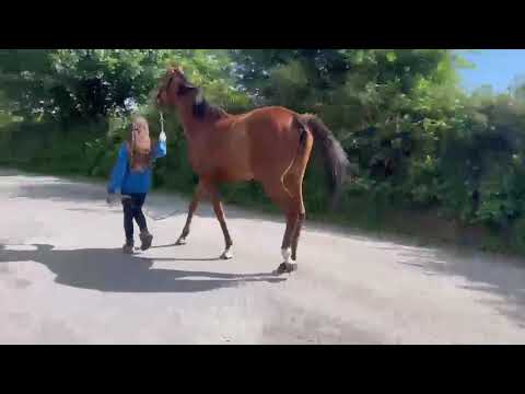 Horse - Image 2