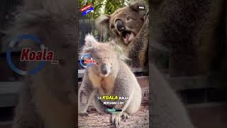 Download lagu Kenalan dengan Koala: Hewan Paling Lucu dari Australia! 🐨✨ mp3