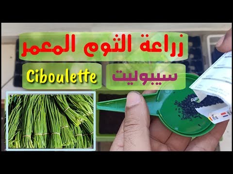 , title : 'زراعة الثوم المعمر او السيبوليت Ciboulette من البذور.'