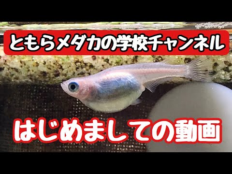 メダカのチャンネルです ともらメダカの 学校チャンネルさん メダカを愛する主婦 のポートフォリオ ココナラ