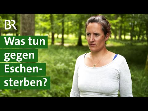 Pilzkrankheit befällt Eschen: Forschung soll die Bäume retten | Forst | Unser Land | BR