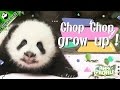 Panda Profile — Ep6 Chop, Chop, Grow Up! | iPanda