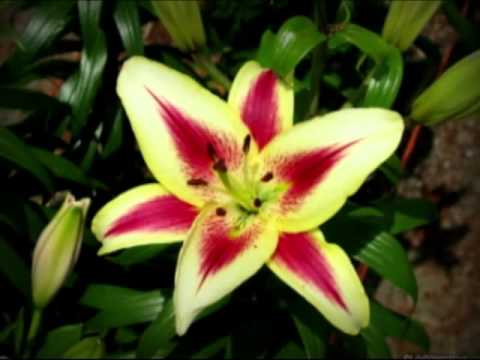 download lagu mp3 mp4 Lily Flower Photography, download lagu Lily Flower Photography gratis, unduh video klip Lily Flower Photography