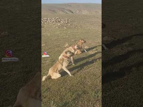 Kangal dogs attacking wolves⚠️👿 #shorts / #youtubeshorts
