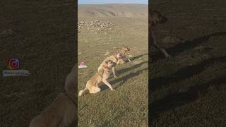 Kangal dogs attacking wolves⚠️👿 #shorts / #youtubeshorts