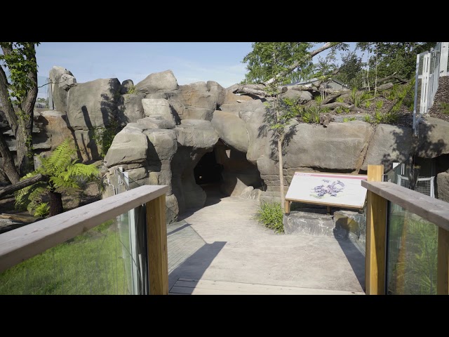 youtube: Zoologická zahrada hl. m. Prahy – Expozice australské fauny