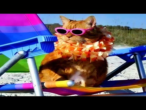 these cats rule summer
