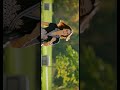 Hai Junoon New York WhatsApp Status