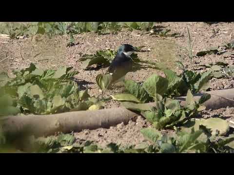 Golondrina Ceja Blanca (Tachycineta leucorrhoa) 2/10/2022 - Esperanza . Santa Fe .