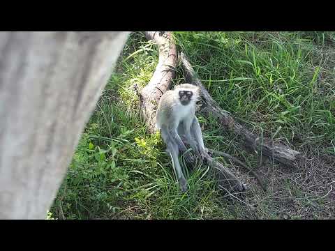 Djuma: Vervet Monkey by the cam tree - 14:33 - 10/26/2023