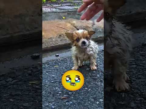 «كان بيمضغ قلم عادي… واللي حصل بعدها صدم الفصل كله! 😳✏️» #reels#shorts #funny #explore