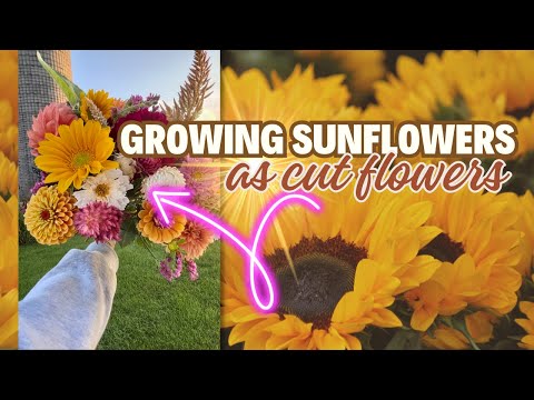 My BEST Tips for Growing Sunflowers for Cut Flowers!