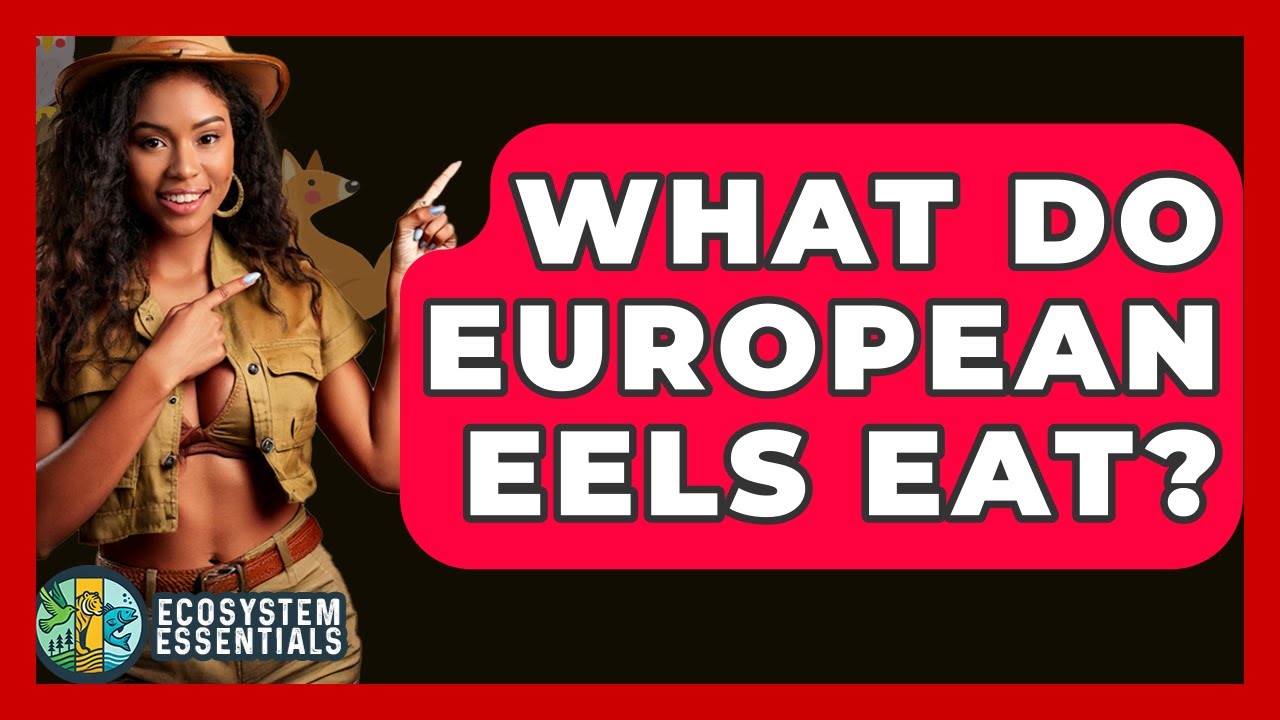 What Do European Eels Eat? - Ecosystem Essentials
