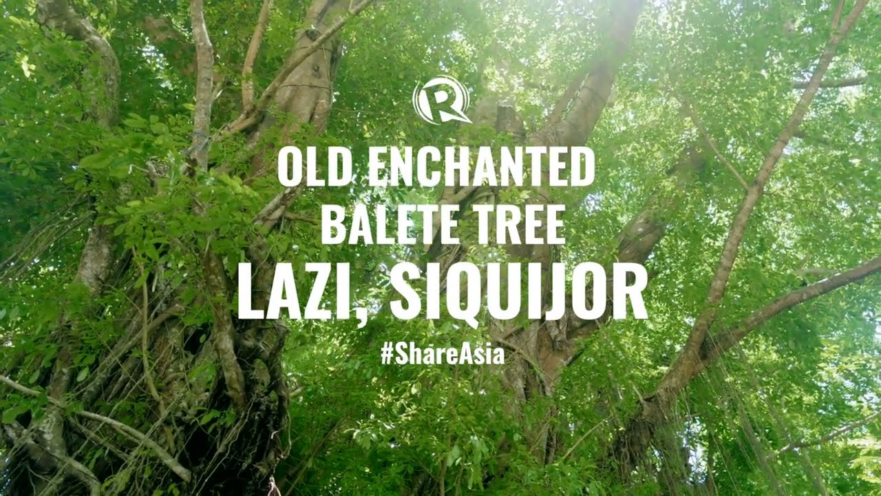 Discover the vistas of Old Enchanted Balete Tree.