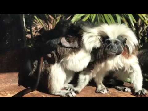 Baby Cotton Top Tamarin at Wellington Zoo