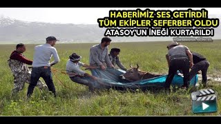 Haberimiz Ses Getirildi! Ekipler Seferber Edildi, Atasoy'un İneği Kurtarıldı