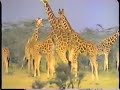 Animal Alphabet