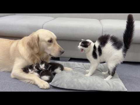 YouTube 썸네일