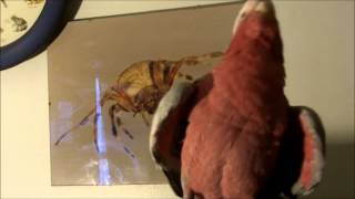 Parrot Dances to Clint Black &quot;Summer&#39;s Comin&quot;