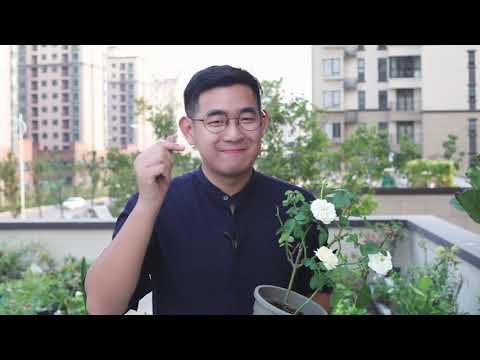 月季花種植