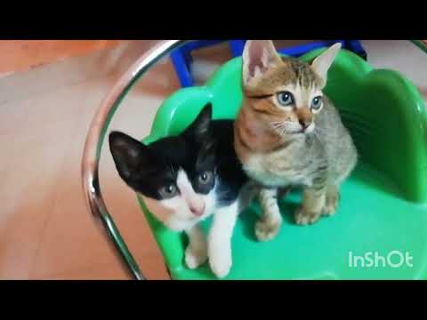 Dancing cats....... funny pets.....