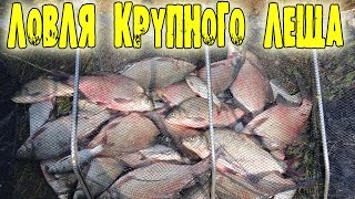 Ловля леща на ириклинском водохранилище летом