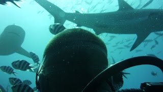 preview picture of video 'Shark Feeding, Beqa Adventure Divers Fiji. TEAM WAHOO 03.09.12'