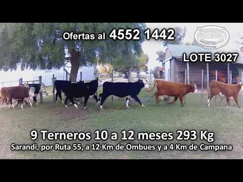Lote 9 Terneros 2 HE - 5 HE/ AA - 1 HE/ RA - 1 NO/ HE 293 Kgkg -  en Sarandi, por Ruta 55, a 12 Km de Ombues y a 4 Km de Campana