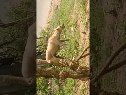 meku istama... dogs???###Street dog.##