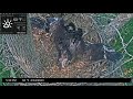 Port Tobacco Eagle Cam 🐥 P7 Gets Aggressive With Pt6  Pt6 Shows Who Is Boss 🐥 2023.04.24