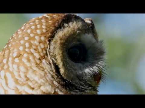 A Game Changer: Prescribed Fire and Mexican Spotted Owls