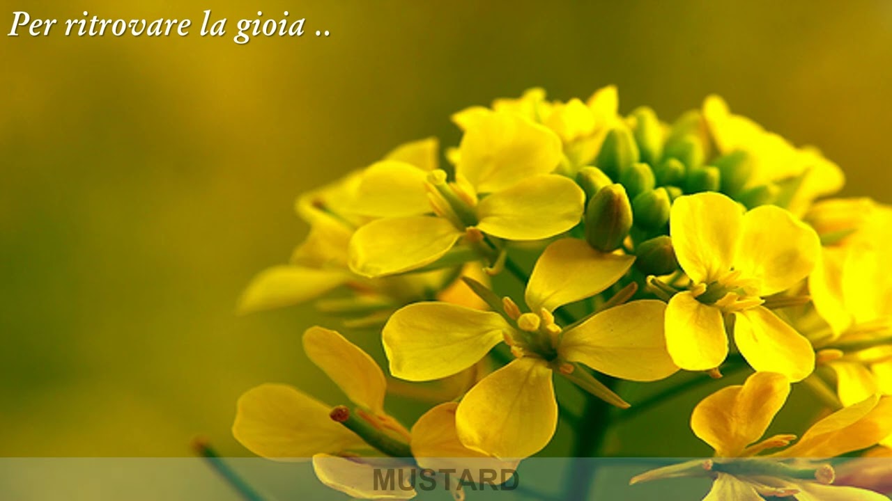 Federica Scaturin-12