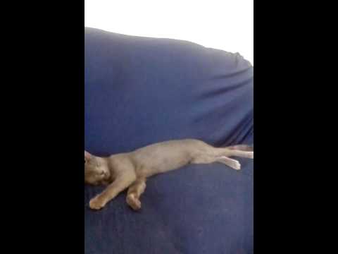 Aristeu O GATO GAY preguiçoso no sofa