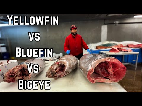 Yellowfin vs. Bigeye vs. Bluefin Tuna – What’s the Difference? 🐟🔍