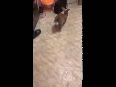 Харгуш мехмони омай 😂 😂 😂 😂
