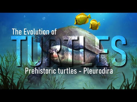 Early and side-necked turtles