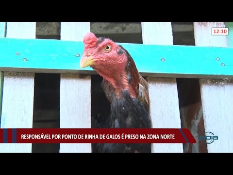 ResponsaÌvel por ponto de rinha de galos eÌ preso na zona norte 13 08 2021