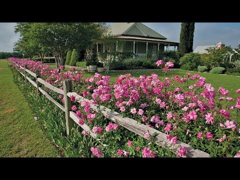 The Antique Rose Emporium |Michael Shoup |Central Texas Gardener