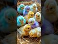 Adorable Funny Baby Chicks Cute Chicken Moments Bird Sounds Viral Animals